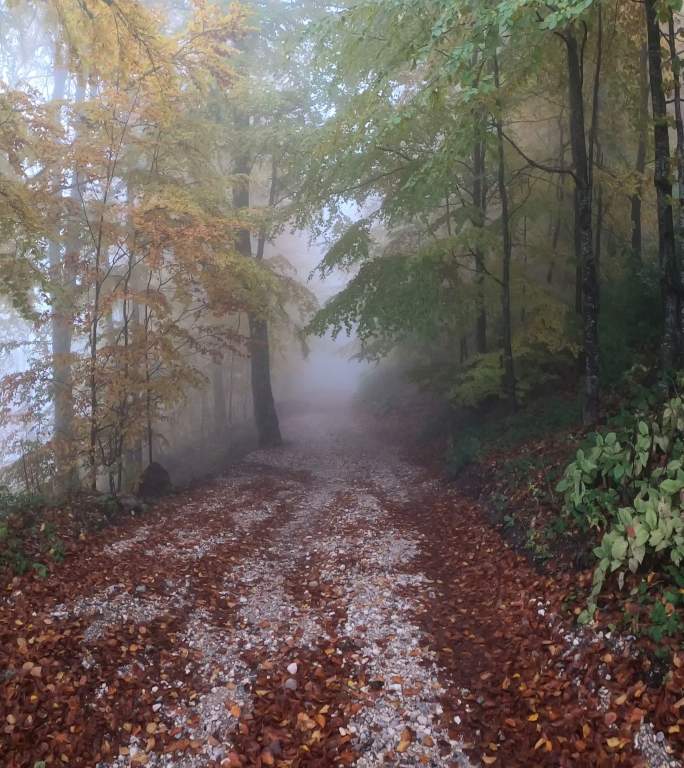 雾林森林雾气步行走入林间小路