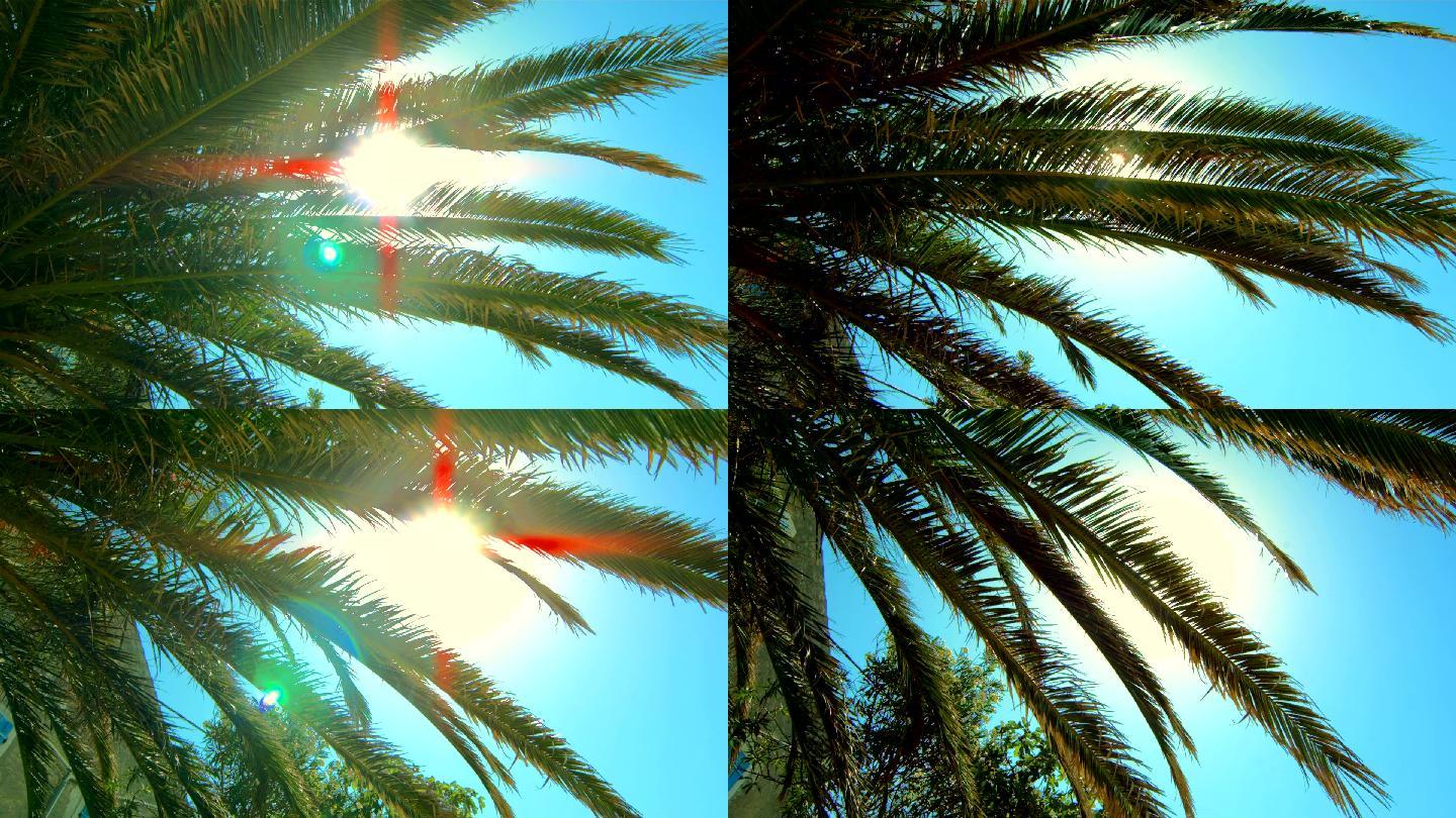 HD：阳光穿过棕榈叶
