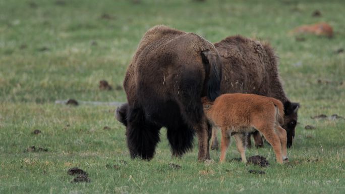 放牧野牛：黄石国家公园