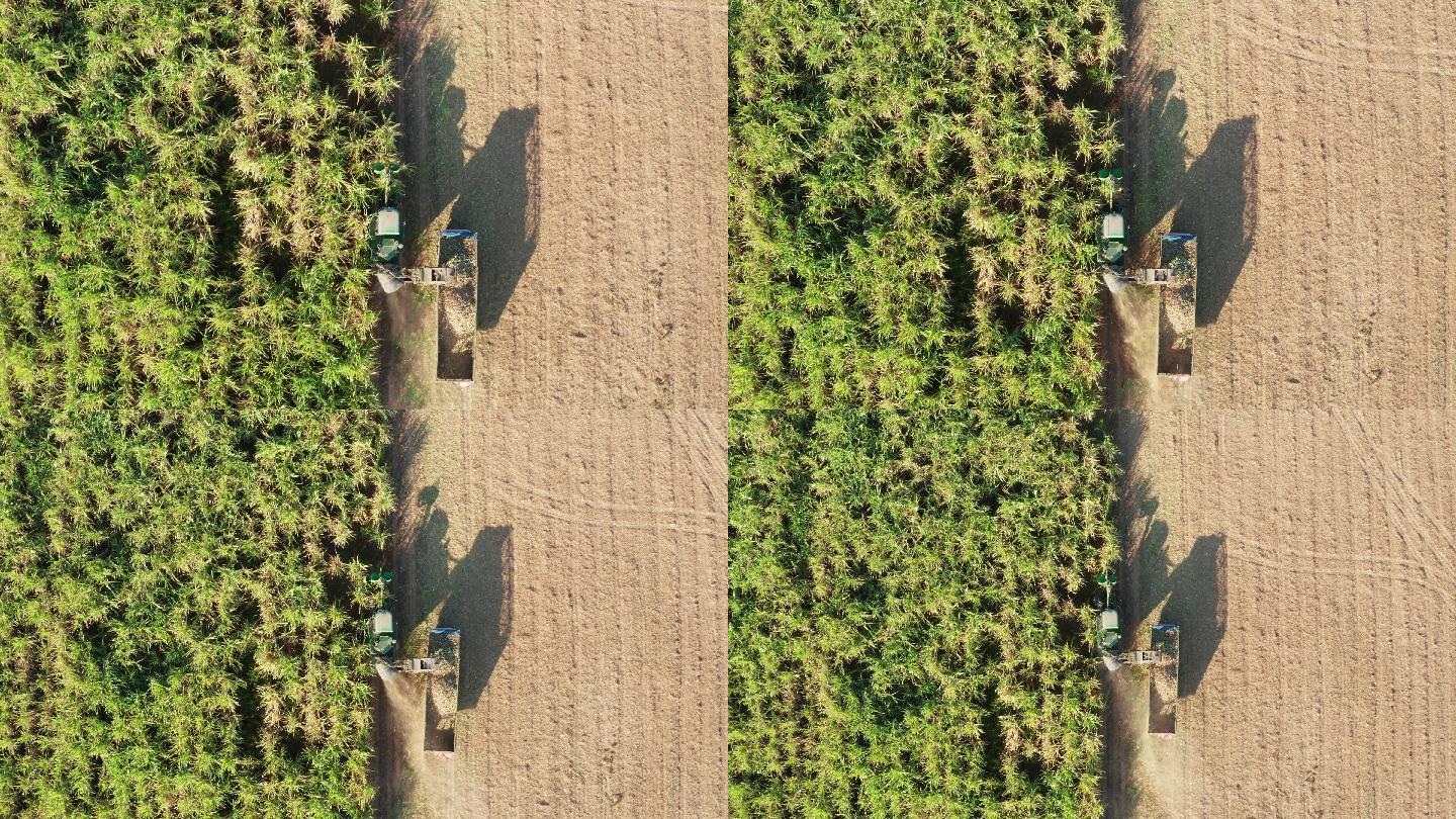 收割机，用于切割准备运输和精炼的成熟甘蔗作物。4k分辨率鸟瞰无人机b滚转。
