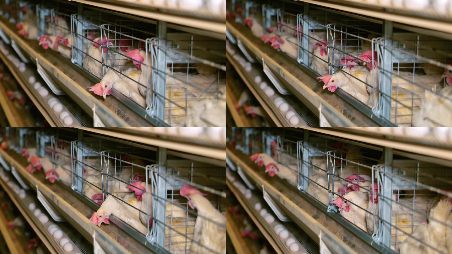 家禽养殖场笼子里的蛋鸡下大白蛋。