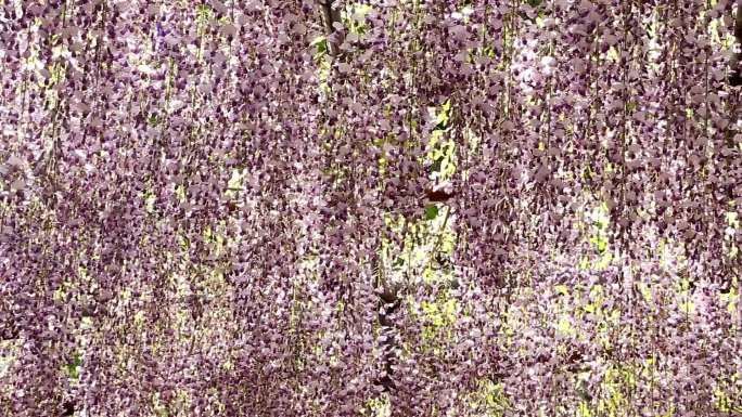 紫藤植物花朵繁茂茂密