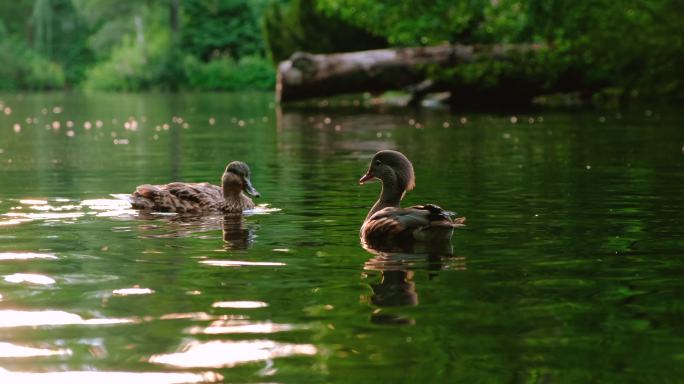 喂鸭子大海海岛湿地湖泊戏水鸟类保护动物