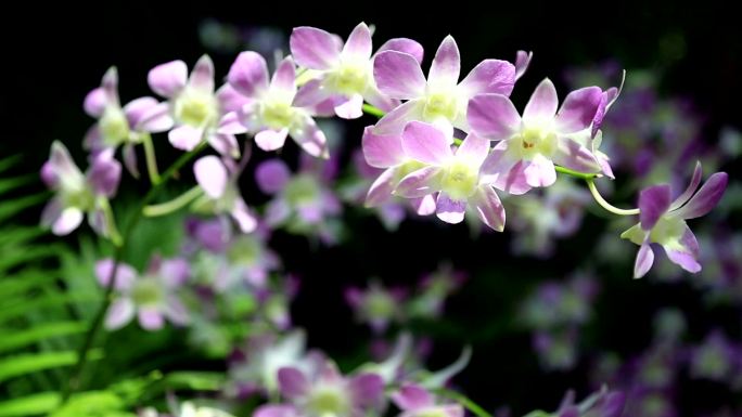 室外花园兰花特写花朵花开盆景