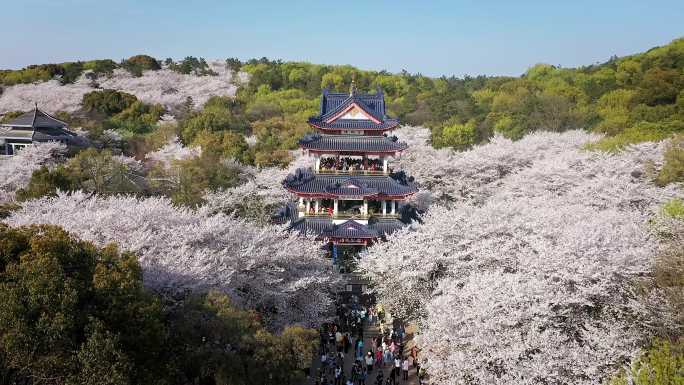 鼋头渚樱花