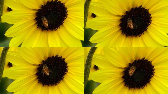向日葵 太阳花 蜜蜂