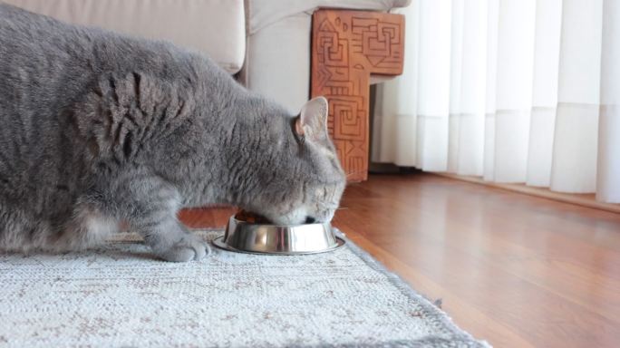 饥饿肥胖的英国短毛猫