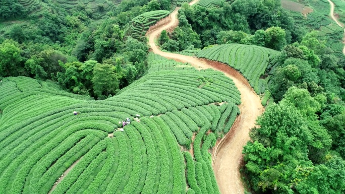 四川雅安名山大地指纹茶园航拍