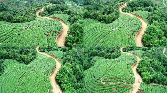 四川雅安名山大地指纹茶园航拍