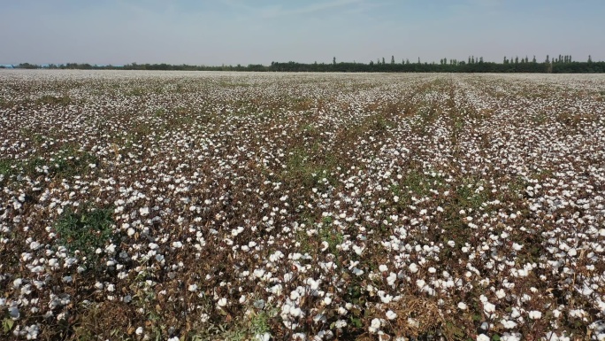 【原创可商用】中国新疆棉花农田航拍