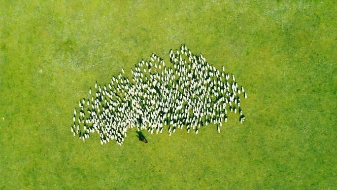 农场绵羊鸟瞰图大自然纪录片扶贫产业内蒙古