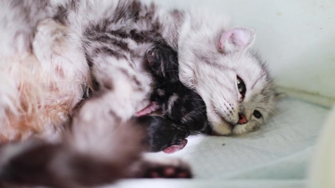 卷耳母猫生育小奶猫