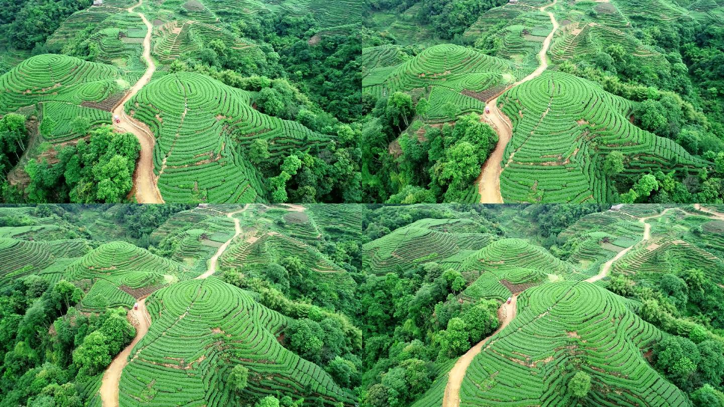 四川雅安名山大地指纹茶园航拍