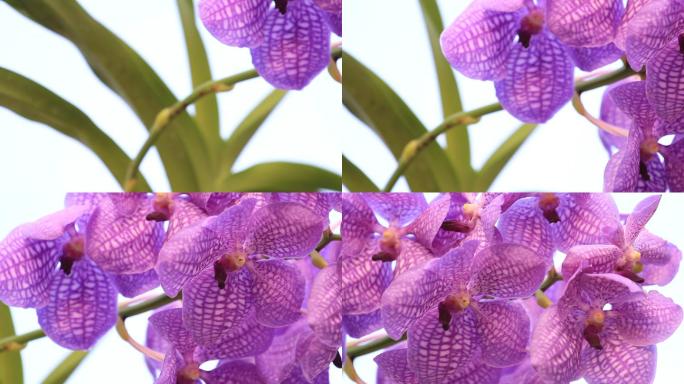 蓝色兰花紫色石斛