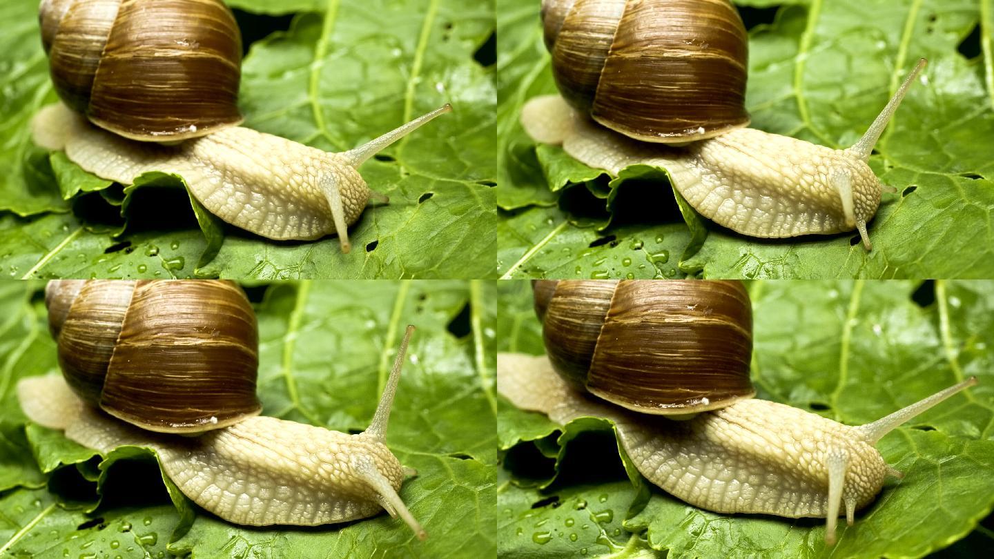 蜗牛食莴苣微观世界蜗牛细节特写