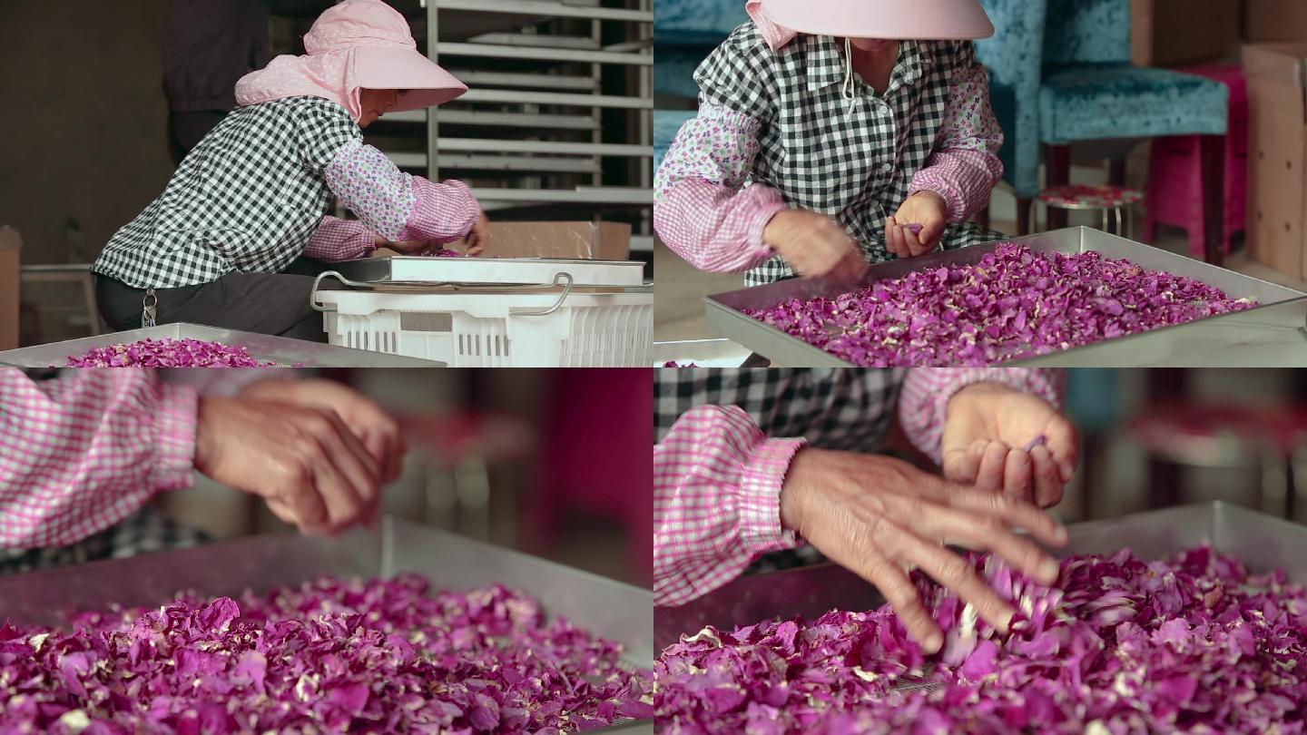 玫瑰花茶厂工人手工挑拣玫瑰花瓣视频