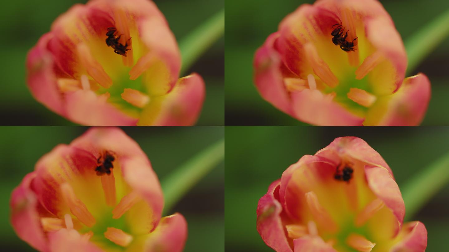 无刺蜜蜂或小蜜蜂的特写镜头是一种昆虫，能帮助花朵授粉，使农民有好的产品。