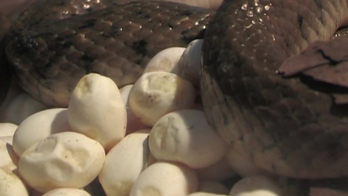 蛇孵卵率蛇蛋