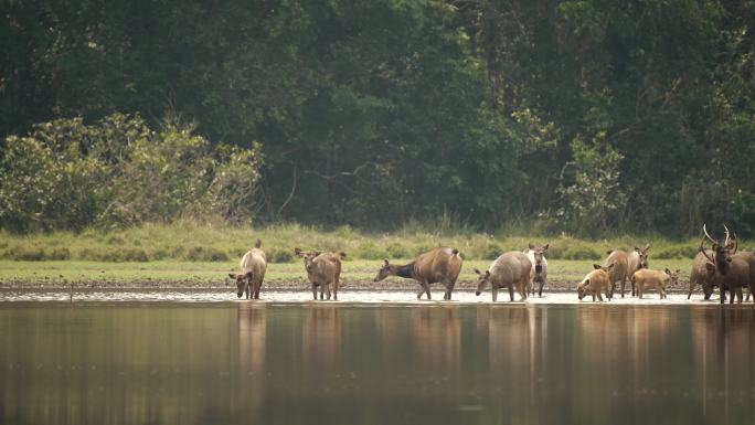 场景慢动作群鹿在湖中行走，野生动物场景