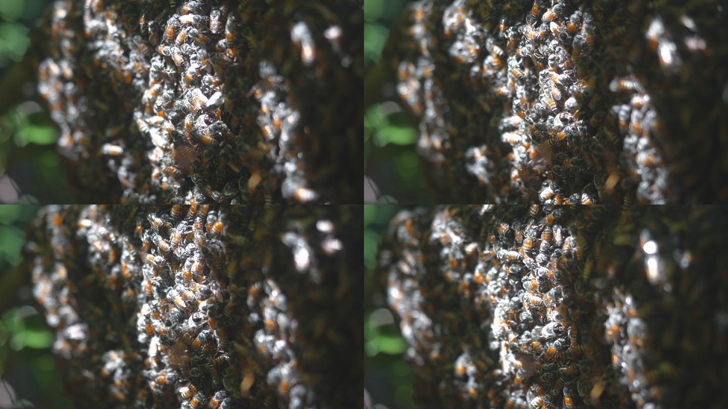 蜜蜂在树枝蜂巢上的特写镜头