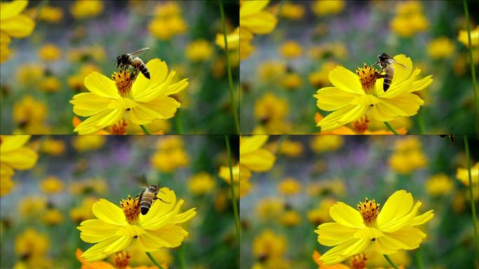 斯洛莫蜜蜂从黄花上起飞