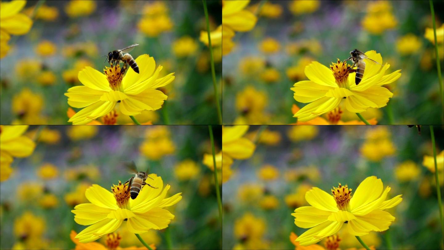 斯洛莫蜜蜂从黄花上起飞