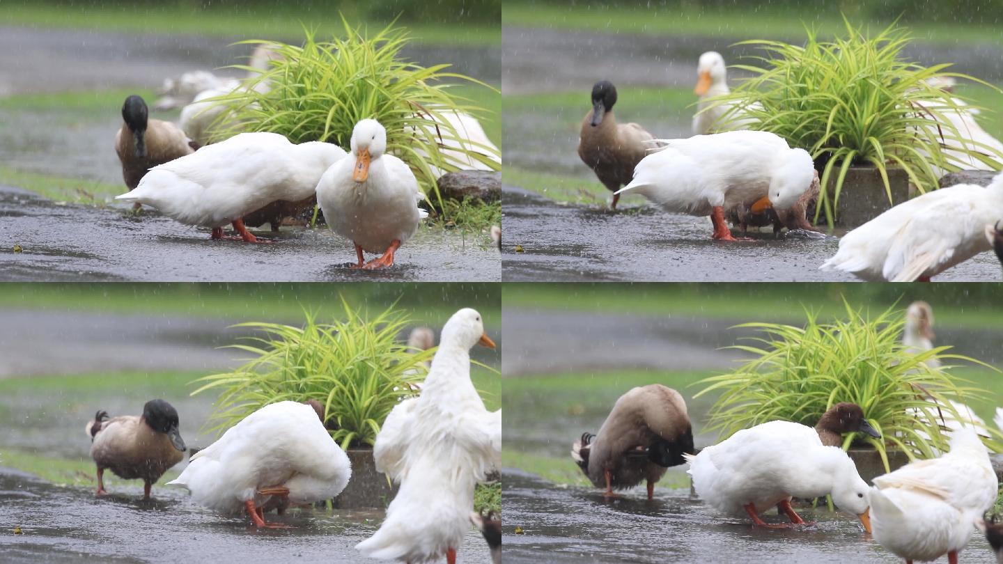 这些鸭子在大雨中看起来很新鲜。