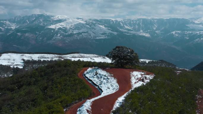 冬季积雪山区一个孤独大树远处连绵雪山