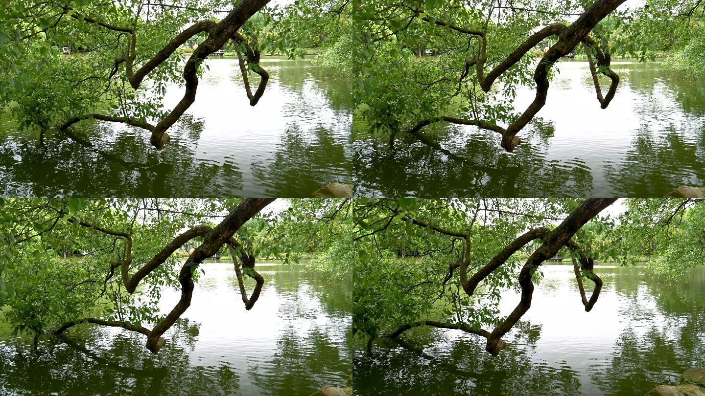广州华南植物园绿色树林湖边小景4K