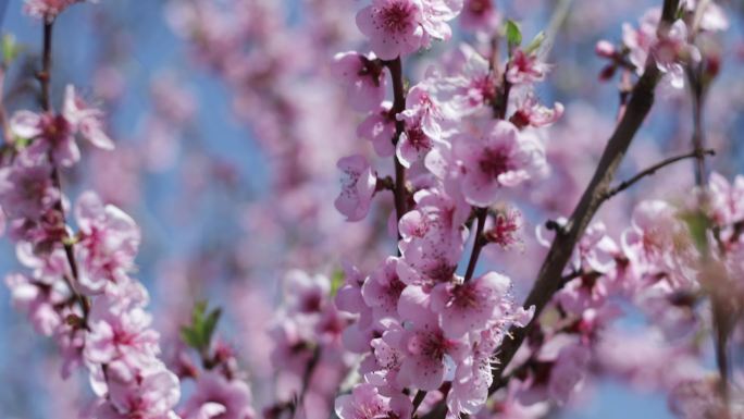 盛开的桃树赏花花季花丛