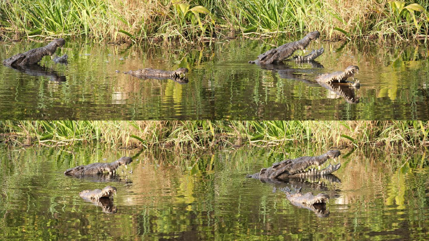 美洲鳄鱼鳄鱼晒太阳两只鳄鱼浮出水面