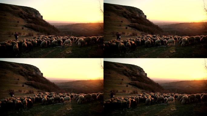 黄昏时分，一群羊和牧羊女在山上吃草
