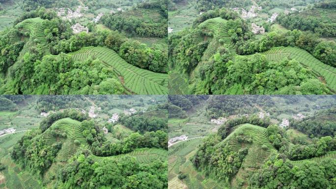 四川雅安名山大地指纹茶园航拍