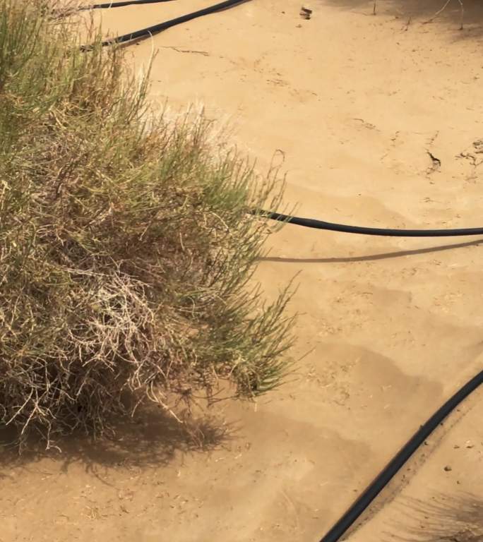 沙漠植物的滴灌植树治沙人工造林绿化带施工