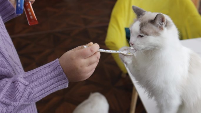 那个女人正在喂小猫