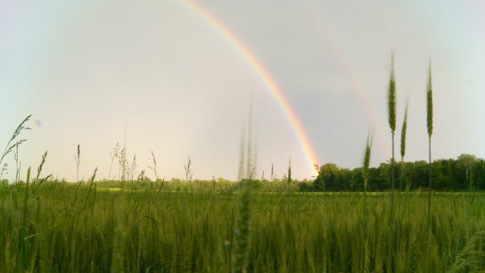 HD DOLLY：大麦田上的彩虹