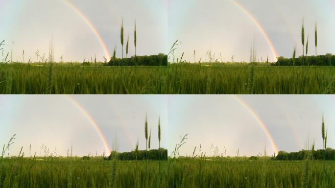 HD DOLLY：大麦田上的彩虹