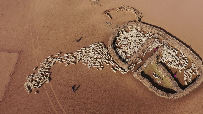 羊群出圈 传统牧羊 航拍羊圈 赶羊 牧户