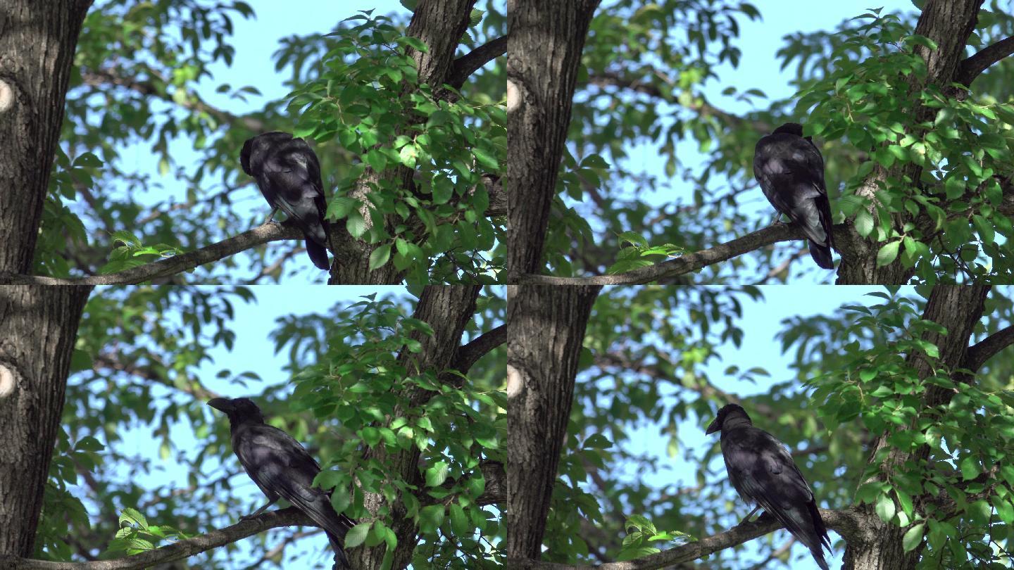 4k：一只黑乌鸦站在树上