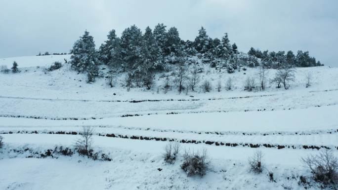 冬季白雾白雪皑皑田野山川森林