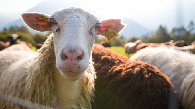 好奇的绵羊看着相机，其他的羊在牧场上吃草