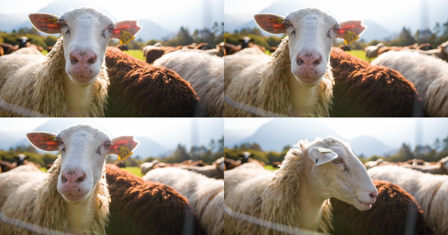 好奇的绵羊看着相机，其他的羊在牧场上吃草