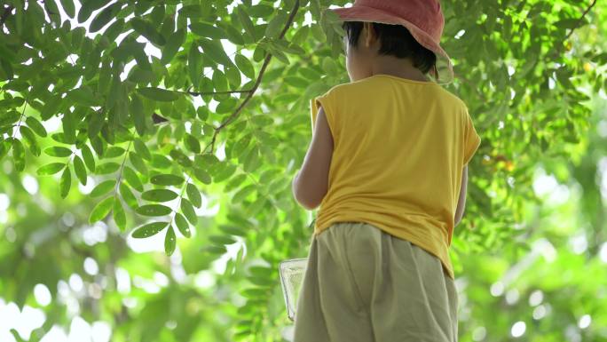 亚洲男孩探索自然界的植物和昆虫生命