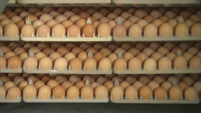 孵化室 排列整齐的鸡蛋 鸡蛋外观