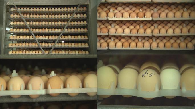孵化室 排列整齐的鸡蛋 鸡蛋外观