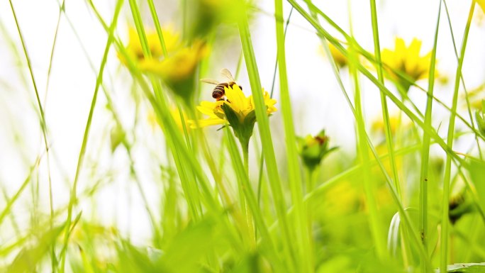 4K清晨阳光小草花朵蜜蜂采花酿蜜