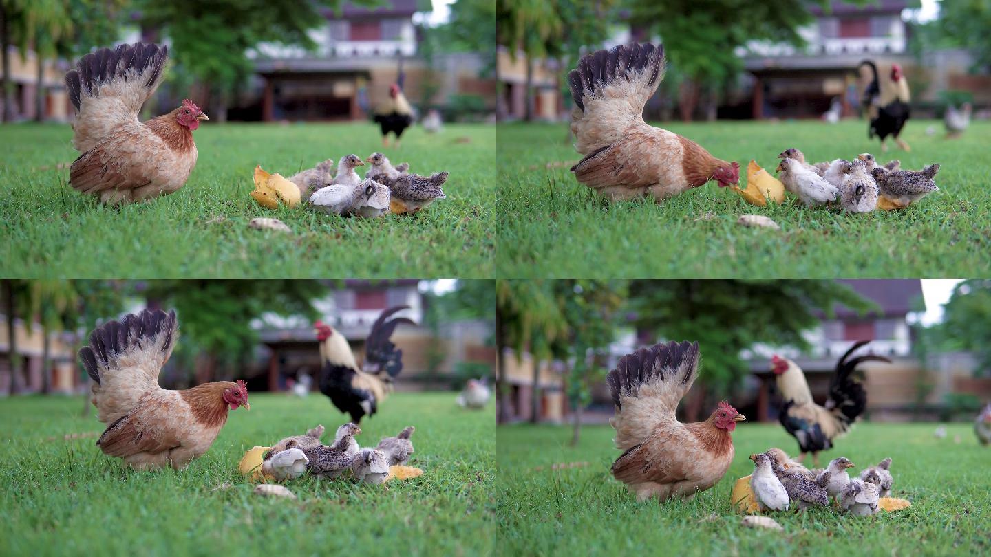 小鸡们围着母鸡吃。