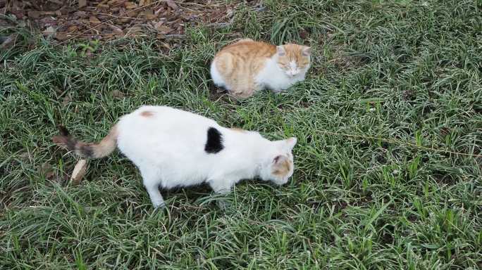 流浪猫田园猫野猫