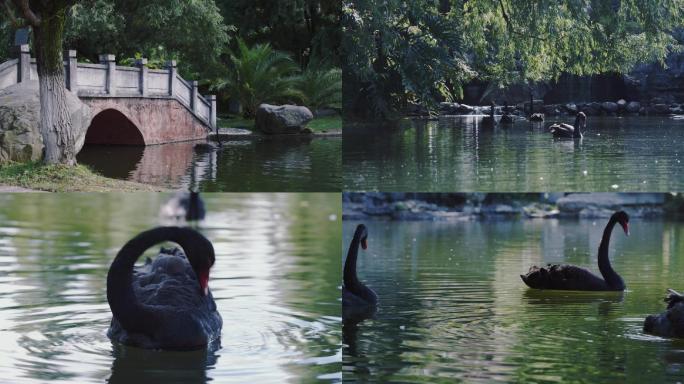 公园里拱桥下池塘里的黑天鹅