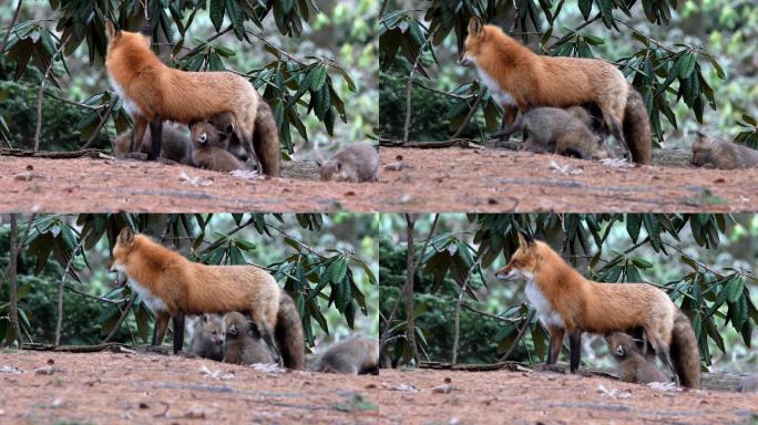 野生红狐，母亲喂食包